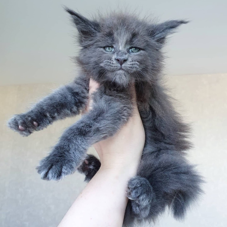 Dexter-Solid-Blue-Maine-Coon-Kitten-.thumb.png.9fc42f4a060e7dd43cd928f29f41e185.png