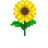 Payaso [Servicio] 48px-Sunflower